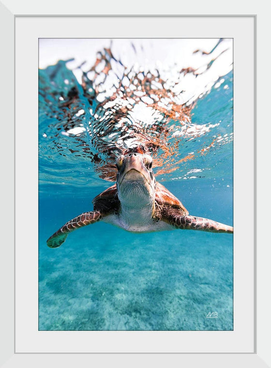 "Hello Sea Turtle", Max Blakesberg Studios