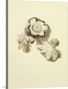 "Illustrations of British Mycology Plate 02 (1847-1855)", Anna Maria Hussey