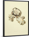 "Illustrations of British Mycology Plate 02 (1847-1855)", Anna Maria Hussey