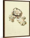 "Illustrations of British Mycology Plate 02 (1847-1855)", Anna Maria Hussey