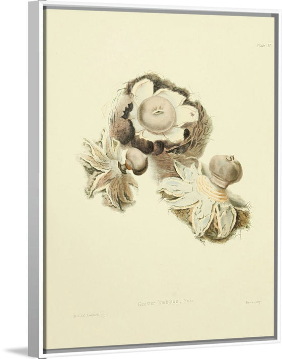 "Illustrations of British Mycology Plate 02 (1847-1855)", Anna Maria Hussey