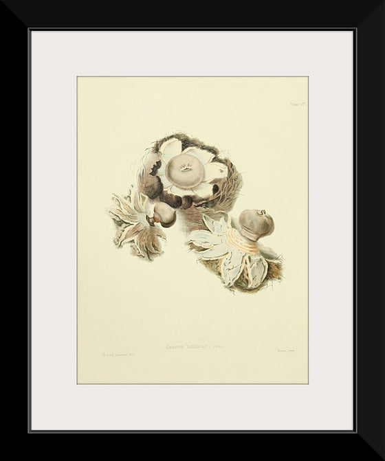 "Illustrations of British Mycology Plate 02 (1847-1855)", Anna Maria Hussey