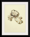 "Illustrations of British Mycology Plate 02 (1847-1855)", Anna Maria Hussey