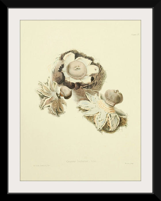 "Illustrations of British Mycology Plate 02 (1847-1855)", Anna Maria Hussey