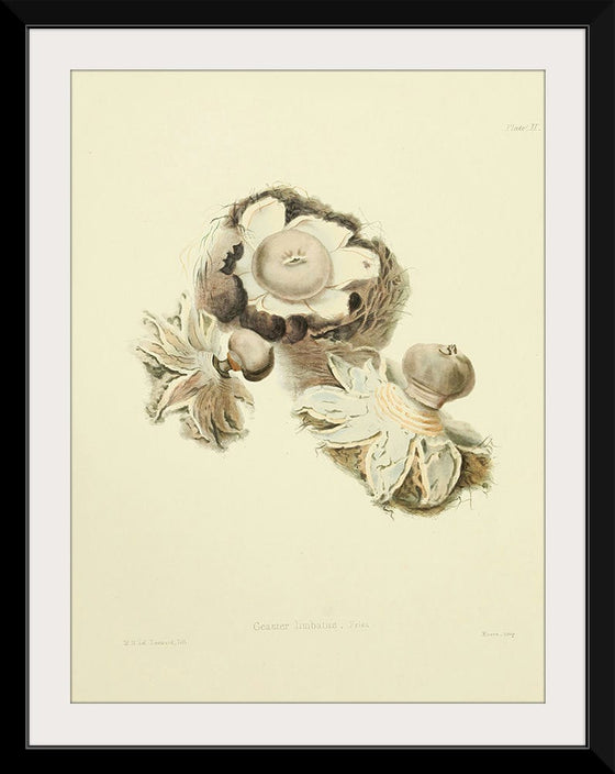 "Illustrations of British Mycology Plate 02 (1847-1855)", Anna Maria Hussey