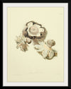 "Illustrations of British Mycology Plate 02 (1847-1855)", Anna Maria Hussey