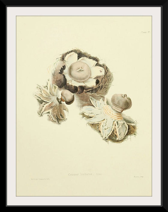 "Illustrations of British Mycology Plate 02 (1847-1855)", Anna Maria Hussey