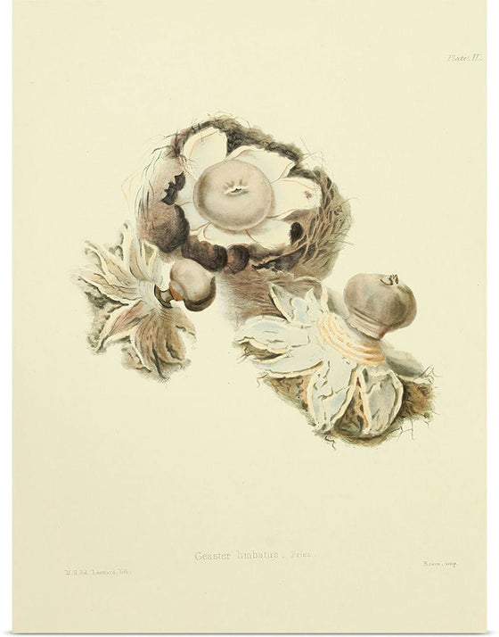 "Illustrations of British Mycology Plate 02 (1847-1855)", Anna Maria Hussey