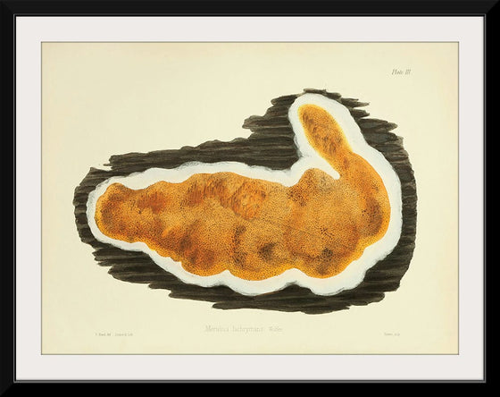 "Illustrations of British Mycology Plate 03 (1847-1855)", Anna Maria Hussey