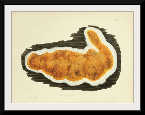 "Illustrations of British Mycology Plate 03 (1847-1855)", Anna Maria Hussey