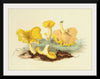 "Illustrations of British Mycology Plate 04 (1847-1855)", Anna Maria Hussey