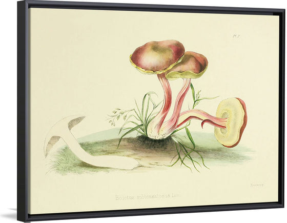 "Illustrations of British Mycology Plate 05 (1847-1855)", Anna Maria Hussey