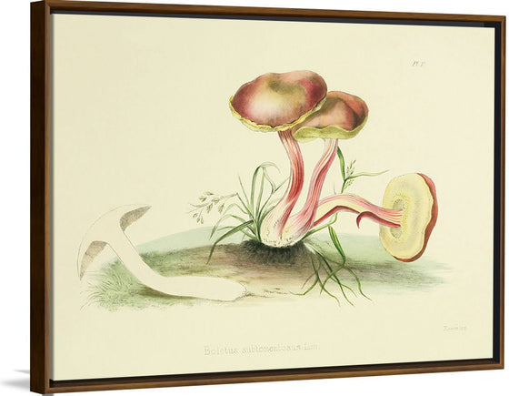 "Illustrations of British Mycology Plate 05 (1847-1855)", Anna Maria Hussey