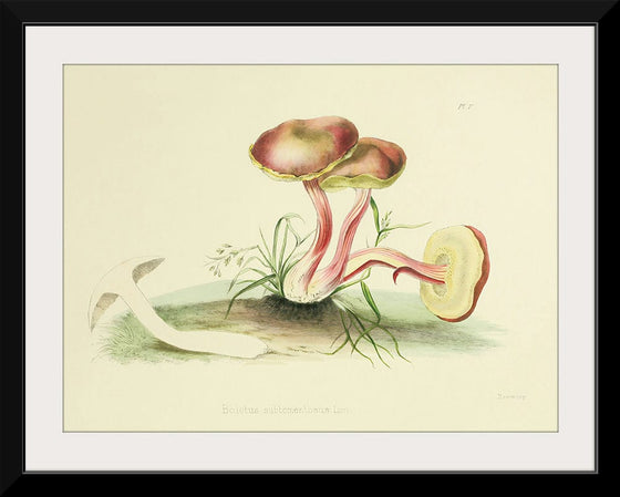 "Illustrations of British Mycology Plate 05 (1847-1855)", Anna Maria Hussey