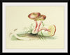 "Illustrations of British Mycology Plate 05 (1847-1855)", Anna Maria Hussey