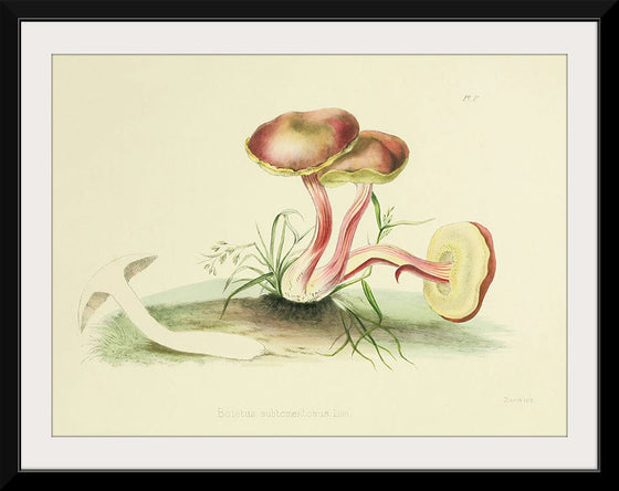 "Illustrations of British Mycology Plate 05 (1847-1855)", Anna Maria Hussey