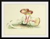 "Illustrations of British Mycology Plate 05 (1847-1855)", Anna Maria Hussey