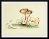 "Illustrations of British Mycology Plate 05 (1847-1855)", Anna Maria Hussey