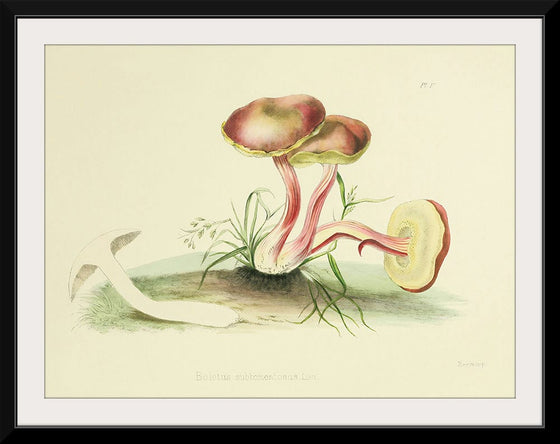 "Illustrations of British Mycology Plate 05 (1847-1855)", Anna Maria Hussey