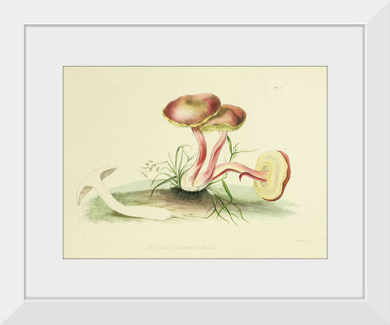 "Illustrations of British Mycology Plate 05 (1847-1855)", Anna Maria Hussey