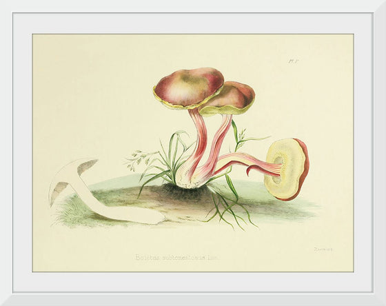 "Illustrations of British Mycology Plate 05 (1847-1855)", Anna Maria Hussey