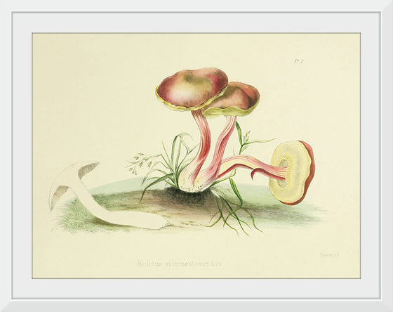 "Illustrations of British Mycology Plate 05 (1847-1855)", Anna Maria Hussey