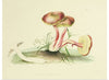 "Illustrations of British Mycology Plate 05 (1847-1855)", Anna Maria Hussey