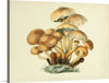 "Illustrations of British Mycology Plate 08 (1847-1855)", Anna Maria Hussey