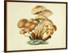 "Illustrations of British Mycology Plate 08 (1847-1855)", Anna Maria Hussey