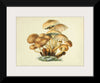 "Illustrations of British Mycology Plate 08 (1847-1855)", Anna Maria Hussey