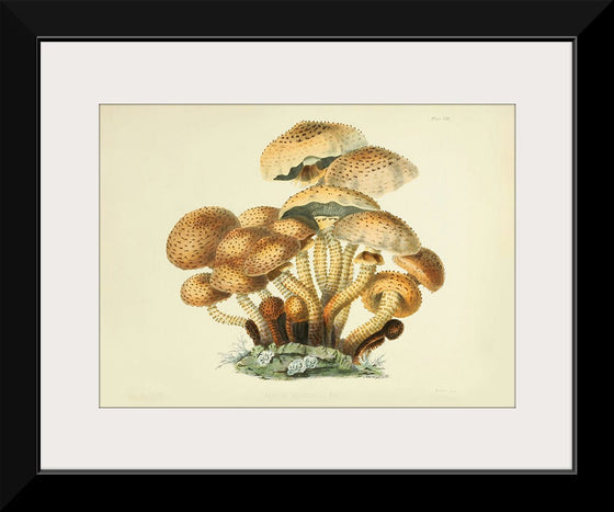 "Illustrations of British Mycology Plate 08 (1847-1855)", Anna Maria Hussey