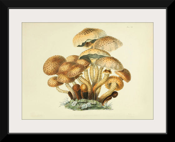 "Illustrations of British Mycology Plate 08 (1847-1855)", Anna Maria Hussey