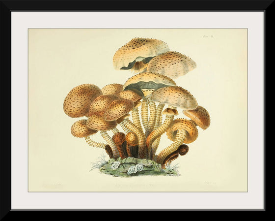 "Illustrations of British Mycology Plate 08 (1847-1855)", Anna Maria Hussey