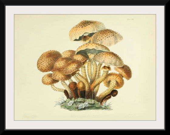 "Illustrations of British Mycology Plate 08 (1847-1855)", Anna Maria Hussey