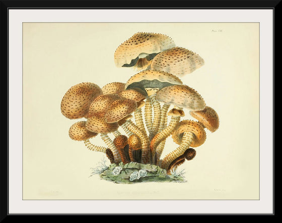 "Illustrations of British Mycology Plate 08 (1847-1855)", Anna Maria Hussey