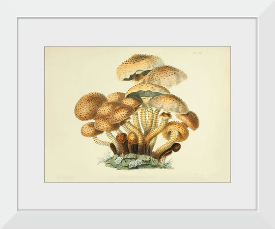 "Illustrations of British Mycology Plate 08 (1847-1855)", Anna Maria Hussey