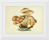 "Illustrations of British Mycology Plate 08 (1847-1855)", Anna Maria Hussey