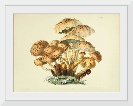 "Illustrations of British Mycology Plate 08 (1847-1855)", Anna Maria Hussey