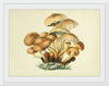 "Illustrations of British Mycology Plate 08 (1847-1855)", Anna Maria Hussey