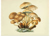 "Illustrations of British Mycology Plate 08 (1847-1855)", Anna Maria Hussey