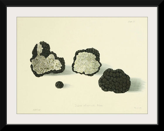 "Illustrations of British Mycology Plate 11 (1847-1855)", Anna Maria Hussey