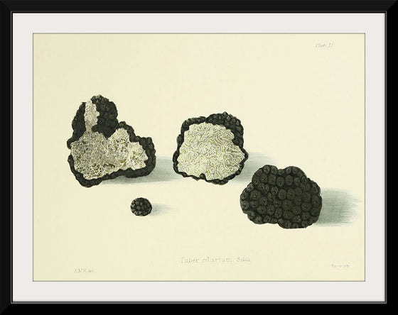 "Illustrations of British Mycology Plate 11 (1847-1855)", Anna Maria Hussey