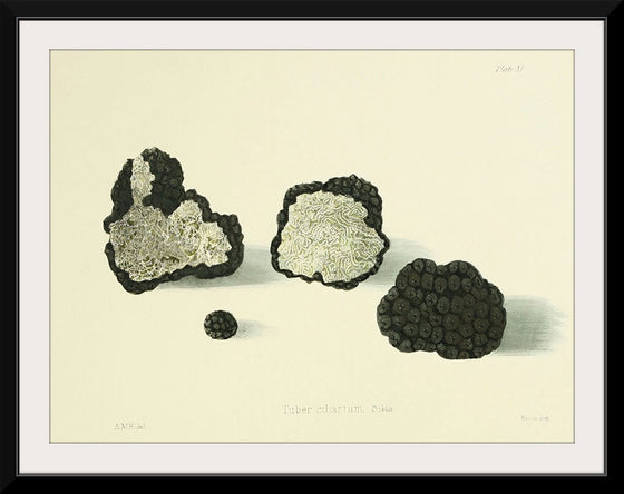 "Illustrations of British Mycology Plate 11 (1847-1855)", Anna Maria Hussey