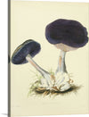 "Illustrations of British Mycology Plate 12 (1847-1855)", Anna Maria Hussey