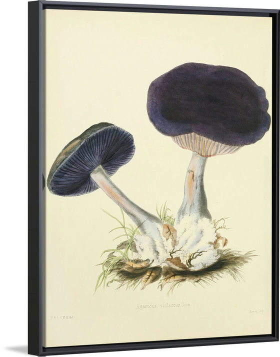 "Illustrations of British Mycology Plate 12 (1847-1855)", Anna Maria Hussey