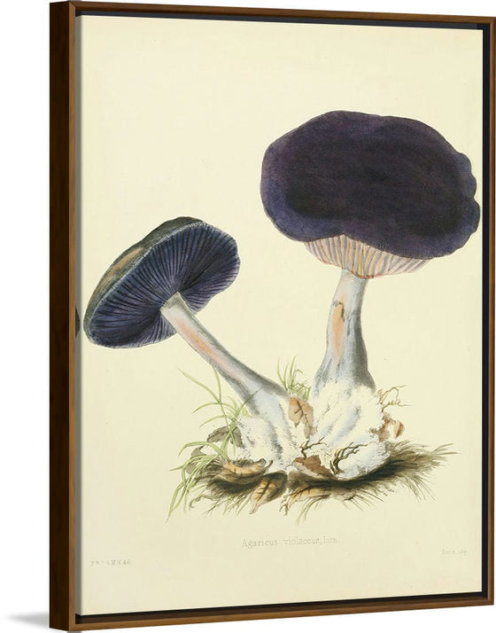 "Illustrations of British Mycology Plate 12 (1847-1855)", Anna Maria Hussey