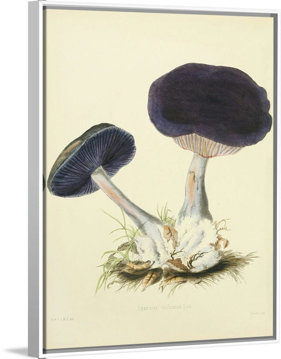 "Illustrations of British Mycology Plate 12 (1847-1855)", Anna Maria Hussey