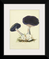 "Illustrations of British Mycology Plate 12 (1847-1855)", Anna Maria Hussey