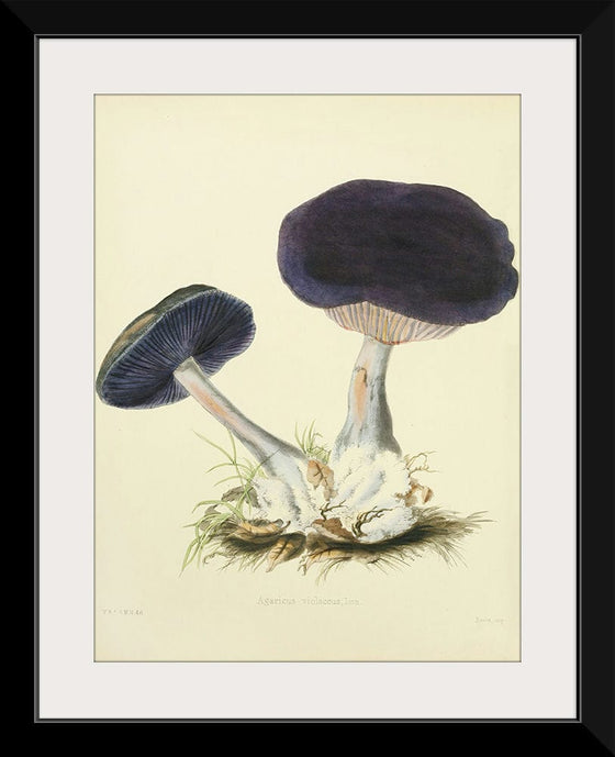 "Illustrations of British Mycology Plate 12 (1847-1855)", Anna Maria Hussey