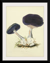 "Illustrations of British Mycology Plate 12 (1847-1855)", Anna Maria Hussey